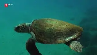 Die Schlaueste Schildkr&ouml;te der Welt Doku