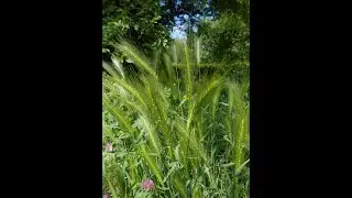 Hordeum murinum, Holcus lanatus, Anthoxanthum nitens, Helictochloa hookeri, Avenula pubescens