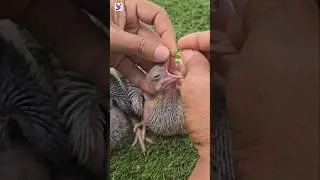 vitamin E capsule feeding for baby #pigeon #ytshorts #pets #kabutar