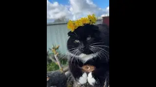 Calming Cat Moments 😺 Cute Cats Live 💛 #catlive #catmoments  #cutecats #cuteanimals