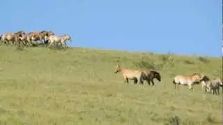 Przewalski's horse - Equus ferus przewalskii - Tahki