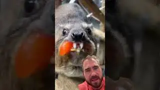 Tomato 🚫 #hyrax #tomato #facts @henryvilaszoo for more Hyrax surveillance