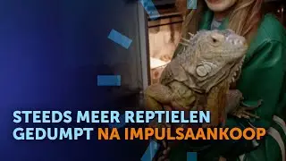 Een PYTHON als huisdier?