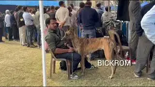 International domestic and foreign dog competition