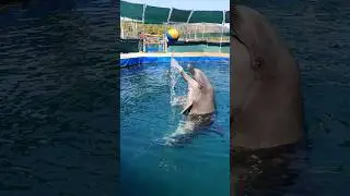 Play with me) #dolphins #animals #swimming #dolphin #t&uuml;rkiye #turkiye