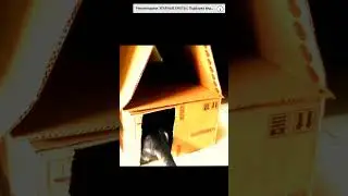 #котики #2024 #tiktok