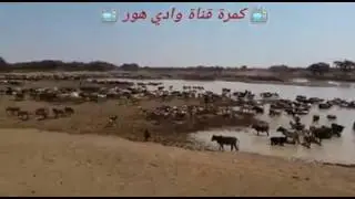 بخيت بلياء