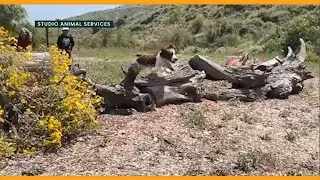 Animal Actors Are In Jeopardy