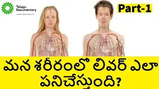 How the Liver Works in Telegu || liver functions || liver facts in Telugu || Telugu documentary