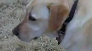 Secret Agent Dog 3