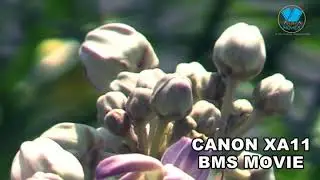 CANON_XA11 Cinematic camcoder-- BMS Movies