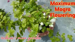 7 Tips For Mogra Plant//How To Get More Flowers On Mogra Jasmine Plant//Mogra Care Tips & Fertilizer