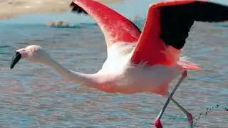 Las Aves - Los Animales del Norte de Chile
