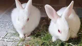 Radha Krishna Pets 🐇 | Cute Rabbit Shorts & Care Tips