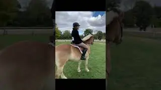 Whoops #canada #horse #equestrian