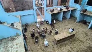 Pomba e Pomba e Pomba e mais Pomba 