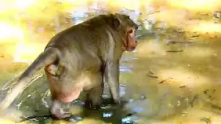 Cute Sweetpea Monkey, Why His Life Very Busy?