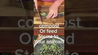 How to freeze kale