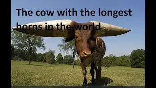 The cow with the longest horns in the world