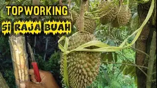 Topworking Durian Montong Yang Sudah Berbuah Nambah Jenis Unggulan Baru