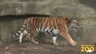 Malena Tiger