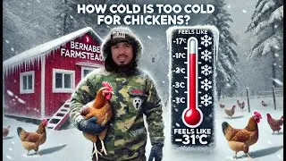 Cold Weather Chicken Coop Hacks: Keep Your Flock Cozy This Winter &ndash; No Heat Lamp Required!