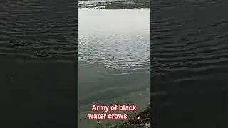 Crow army. Group of black water crows 🐦&zwj;⬛ on hunt in the lake hunting for fishes 🐠 in the morning.