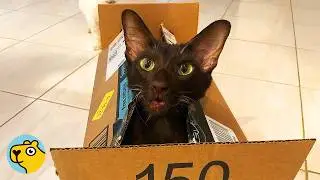Cat With Grumpy Face Yells Orders