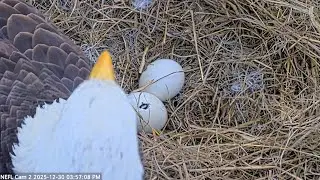 NEFL EAGLES 2025.12.30 🥚Hatch in progress! A tiny beak has appeared!