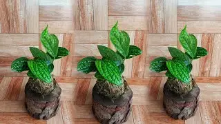 DIY Kokedama with Monstera Peru: A Beginner's Tutorial