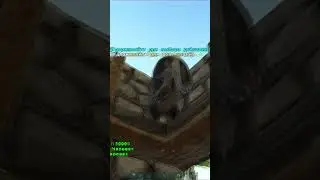 БЕССМЕРТНОЕ ЖИВОТНОЕ, А ТЫ ЗНАЛ?! / ARK #ark #кислый #арк #dinosaur #arksurvivalevolved #гиена