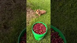 Thing of beauty, our handpicked red ripe coffee cherries just ask Hazel. #coffeefarm #coffee