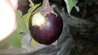 এ কি উপদ্রব বাগানে, বেগুন ফুলকপি কিছুই রক্ষা পাচ্ছে না বাগানে ||#roofgarden #এসোবাগানকরি 