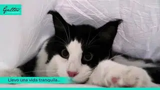 Pacientes Gattos