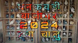 धनकवडी बाजीगर 2024 ची हवा चालु | सिझन ला सुरुवात👑🕊️#pigeon #bird #kabootar #kabutar #pigeonbird