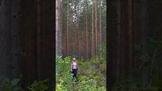 Nature reserve in Sm&aring;land 🇸🇪🥾🌳 #shorts #hiking #nature #forest #naturelovers #naturereserve