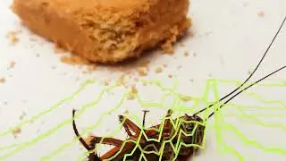 Anti cockroach repellent | sound that kills cockroaches | cockroaches will leave the house |
