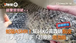 蛇版ASMR！幫14KG黃森蚺脫皮 主人巧手撕下「超療癒泡泡紙」
