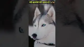 Alaskan Malamute Dog #shorts #youtubeshorts #animalgroup #animals #pet #petanimals #dog #securitydog