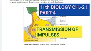 Class 11 Biology|Ch.-21 |Part-4||Transmission of impulses||Study with Farru