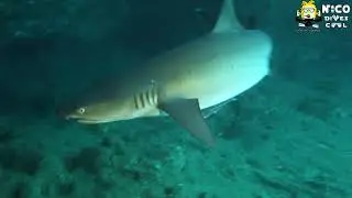 Diving with sharks in Bali on the dive site named Gili Biaha. Diving the shark cave of Gili Biaha.