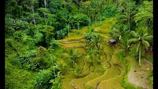 Ubud, Bali - Tegalalang Rice Terraces / Cinematic Drone Views
