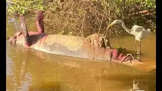 Alerta ambiental por muerte de nuevo manat&iacute; en el Magdalena Medio // Noticias.lat