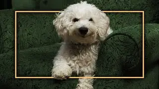 Relatable Dog Video