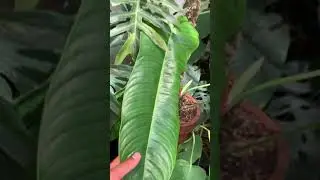 Philodendron sharoniae