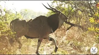 FARO SAFARIS Giant Elands (Cameroon)