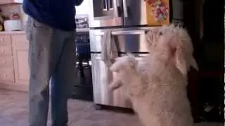 Labradoodle Tricks!  Starring Molly