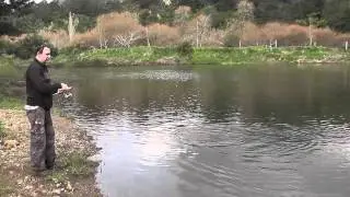 huge ohinemuri trout