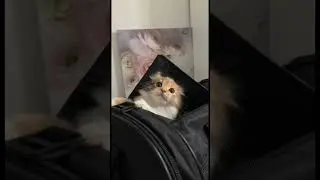 THE CUTEST ￼BAG CHECKER EVER 😂☺️🐱 #kitties #cutestkittens #cutecatshorts - Cutest kitten in a bag