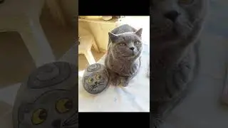 Пушистый циркач. Fluffy Circus Star